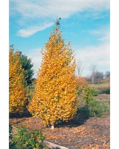 Betula, Gray Birch 'Whitespire' (Large)