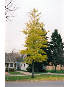 Ginkgo, 'Princeton Sentry®' (Large)