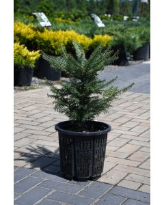 Abies, Balsam Fir