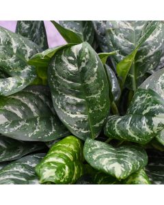 Aglaonema Calypso 'Supreme'