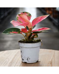 AGLAONEMA CHINA RED 4"