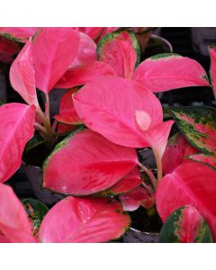 Aglaonema 'China Red'