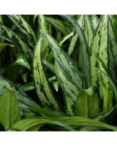 Aglaonema 'Cutlass'