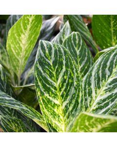 Aglaonema 'Golden Madonna'