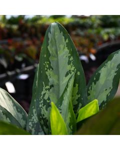 Aglaonema 'Jubilee Petite'