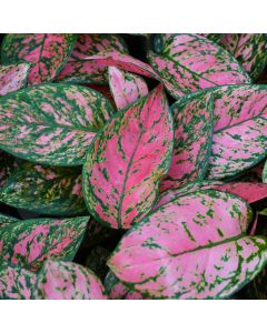 Aglaonema 'Lady Valentine'