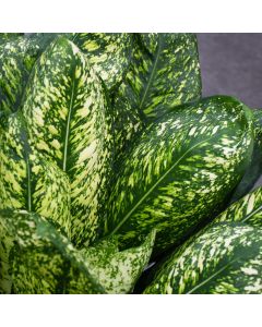 Aglaonema 'Lumina'