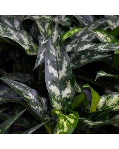 Aglaonema Commutatum 'Maria Emerald Beauty'