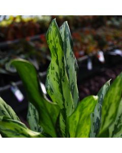 Aglaonema 'Miss Juliet'