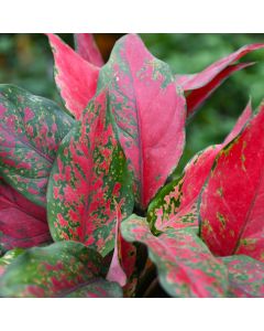 Aglaonema 'Narrow Spinel'