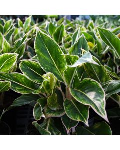 Aglaonema 'Pink Siam'