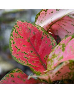 Aglaonema 'Gerten Grown'