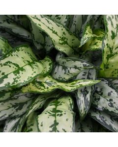 Aglaonema 'Romeo'