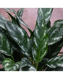 Aglaonema 'Shades'