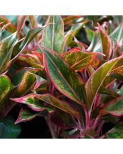 Aglaonema 'Siam'