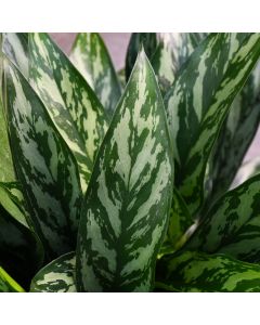 Aglaonema 'Tigress'