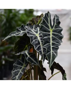 Alocasia Amazonica 'Polly'