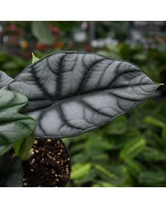 Alocasia Baginda 'Dragon Scale'