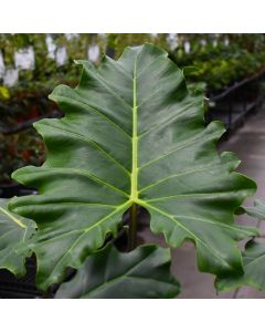 Alocasia 'Golden Dragon'