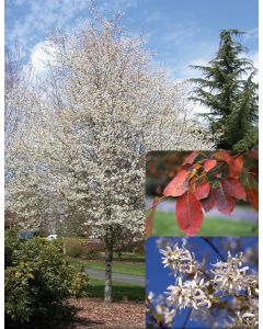 Amelanchier, Serviceberry Tree 'Spring Flurry®' (Large)