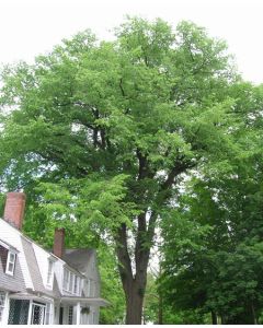 Ulmus, American Elm 'New Harmony' (Large)