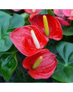 Anthurium Andraeanum