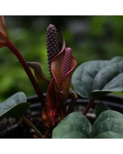 Anthurium 'Quilted Hearts'