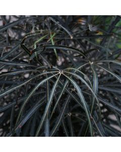 Plerandra Elegantissima 'False Aralia'