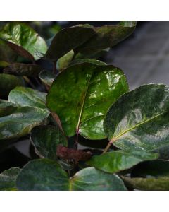 Polyscias Scutellaria, Aralia 'Fabian'