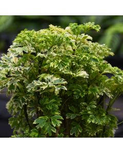 Polyscias Fruticosa, Aralia 'Ming Gold'