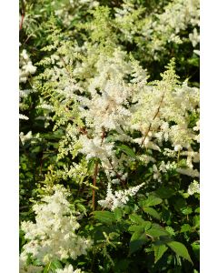 Astilbe, Japanese Astilbe 'Deutschland'