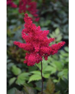 Astilbe, Japanese Astilbe 'Montgomery'