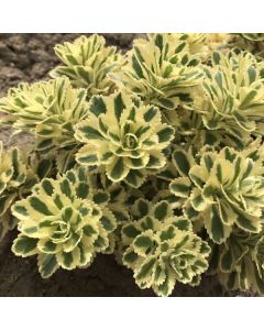 Sedum, Takeshima Stonecrop 'Atlantis'