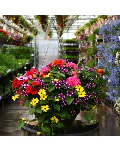 'Awesome Combo' Hanging Basket