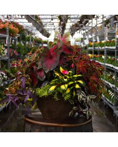 'Awesome Shade Combo' Hanging Basket