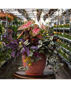 16" Patio Planter Awesome Shade Combo