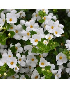 Bacopa, 'White'