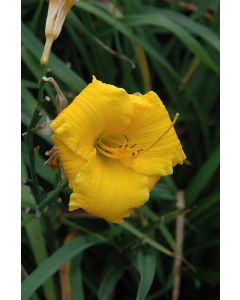 Hemerocallis, Yellow Daylily 'Bakabana'