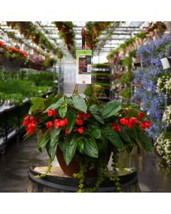 Begonia, Dragon Wing 'Red' Hanging Basket 13"