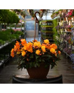 Begonia, I'CONIA® 'Del Sol' Hanging Basket 12"