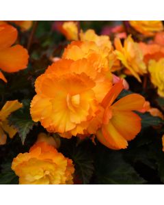 Begonia, I'CONIA® First Kiss 'Del Sol'