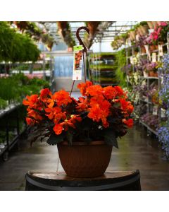 Begonia, I'CONIA® 'Portofino Hot Orange' Hanging Basket 12"