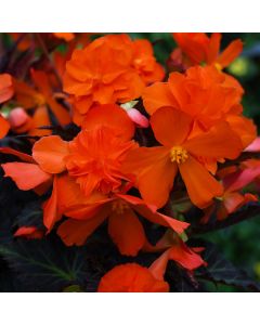 Begonia, I'CONIA® Portofino 'Hot Orange'