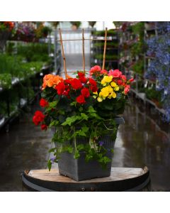 10&quot; Patio Planter Rieger Begonia Mix Variety