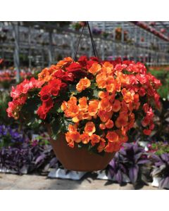 Begonia, Rieger Mix Hanging Basket