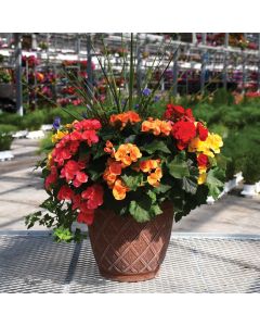 16&quot; Patio Planter Rieger Begonia with Spike Mix Variety