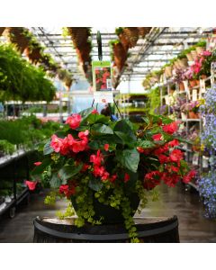 Begonia, Viking® Explorer 'Green Leaf Rose' Hanging Basket 13"