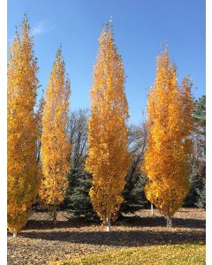 Betula, White Birch 'First Editions® Parkland Pillar®' (Large)