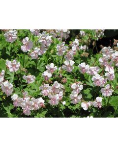 Geranium, Cranesbill 'Biokovo'