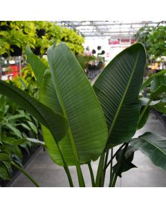 Strelitzia Nicolai 'White Bird of Paradise'